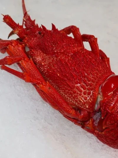 Fresh Cooked Lobsters