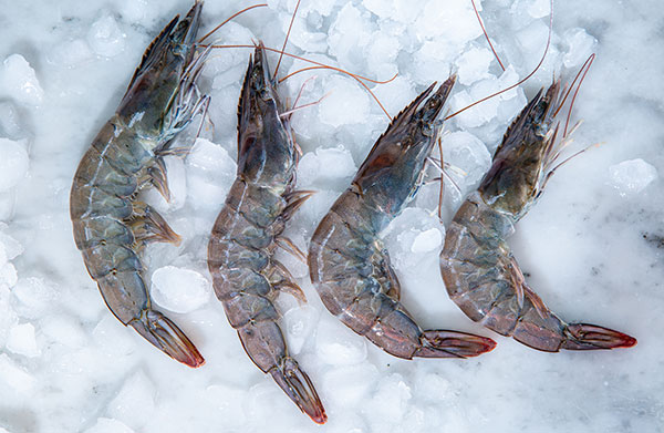Fresh Green (Uncooked) Australian Prawns