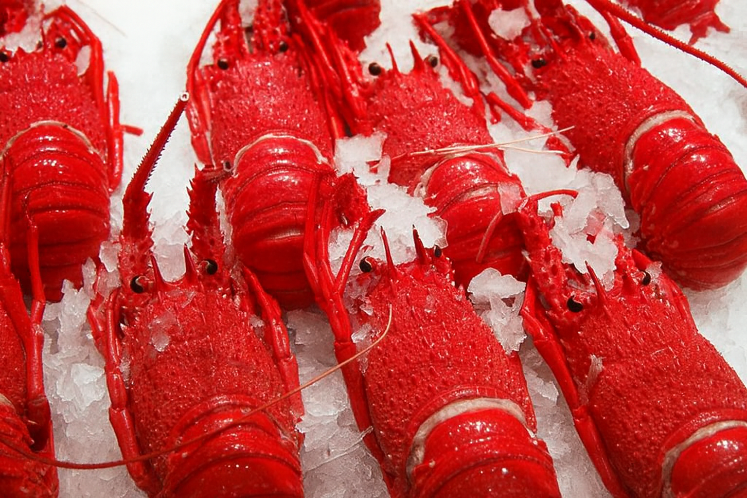 lobsters-newcastle-seafood