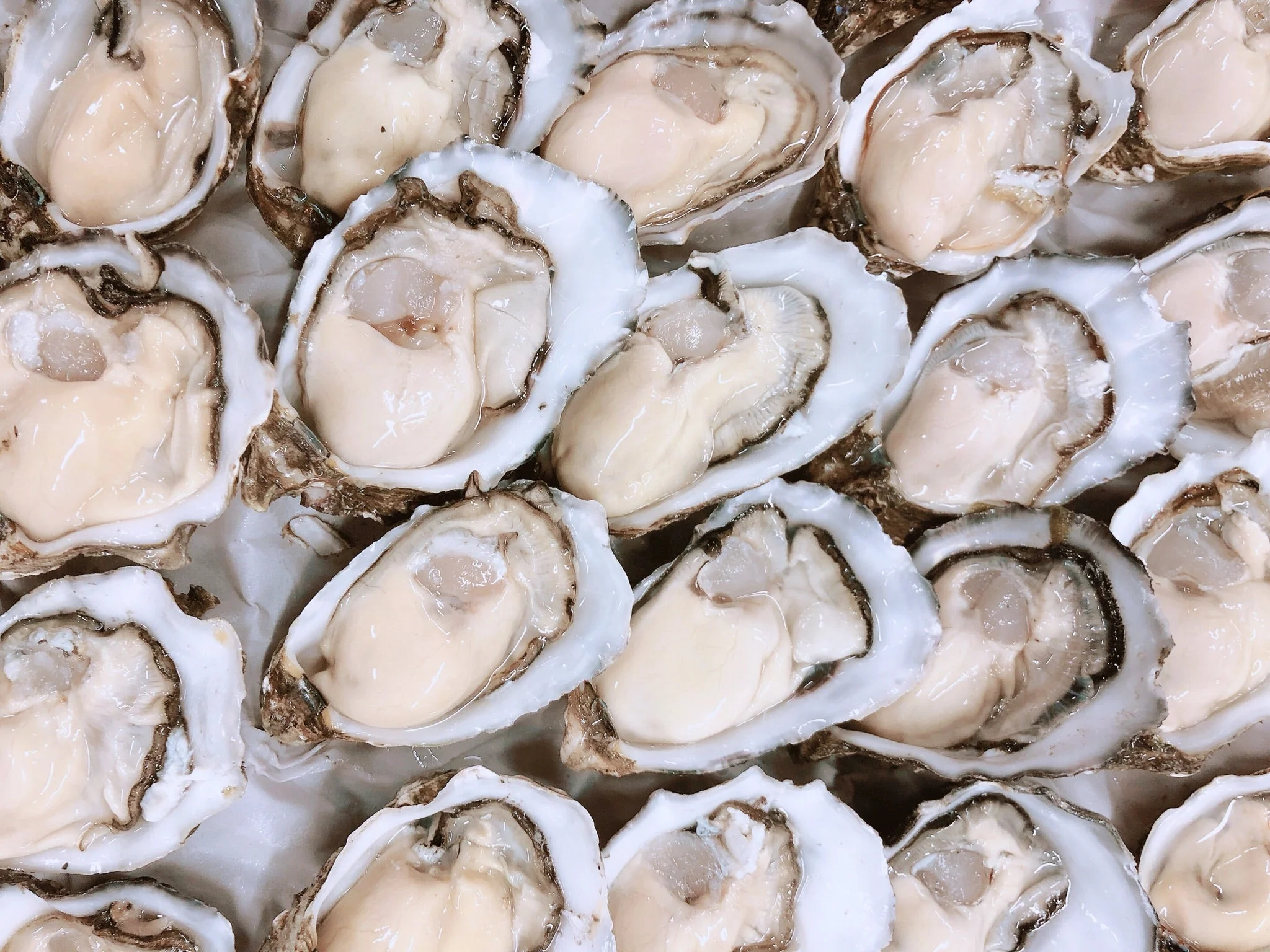 pacific-shucked-opened