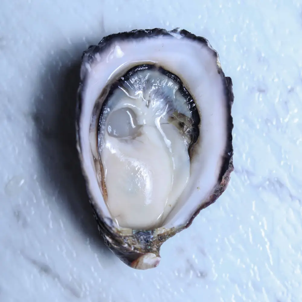 Sydney Rock Oysters - Shucked (opened) - Image 2